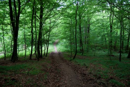 Miškas, Žalias, Medis, Kelias Miške, Kelias