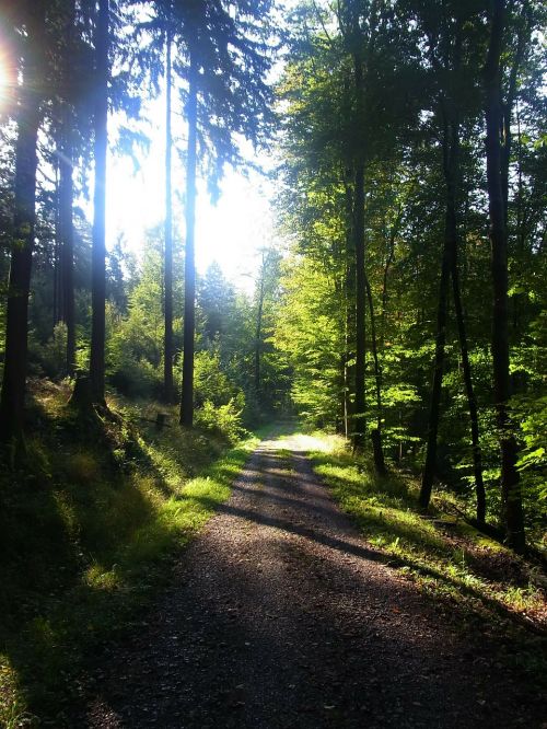 Miškas, Šešėlis, Medžiai, Šviesa, Saulė