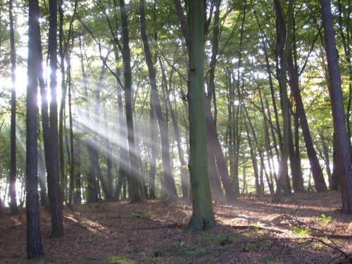 Miškas, Medžiai, Saulės Spindulys, Morgenstimmung