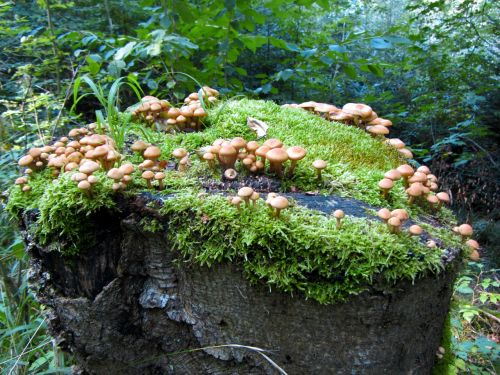 Miškas, Grybai, Žurnalas, Samanos, Žalias, Augalas, Gamta, Poilsis