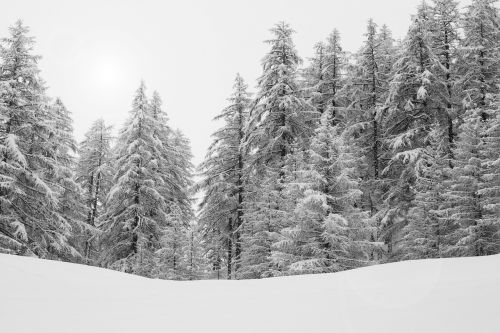 Miškas, Alpės, Gamta, Žiema, Snieguotas