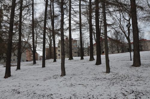 Miškas, Medžiai, Kraštovaizdis, Parkas, Finland, Tamperė