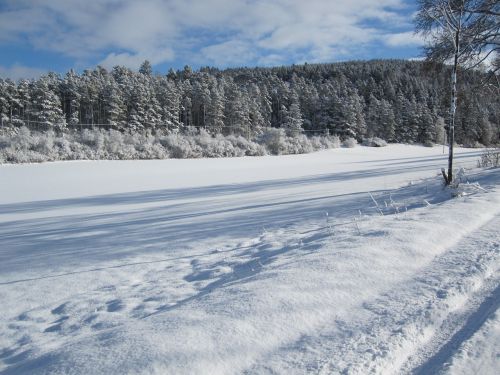 Miškas, Žiema, Sniegas