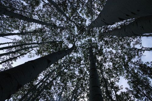 Miškas, Medžiai, Perspektyva