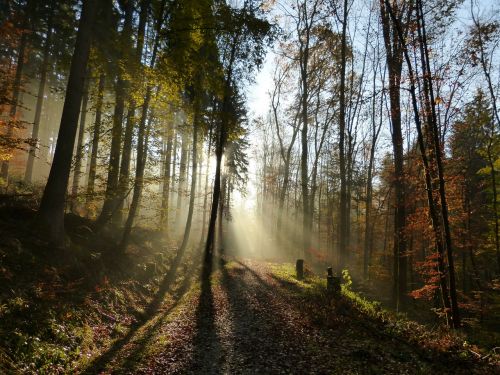 Miškas, Šviesa, Šešėlis, Saulė, Rūkas, Nuotaika, Gamta