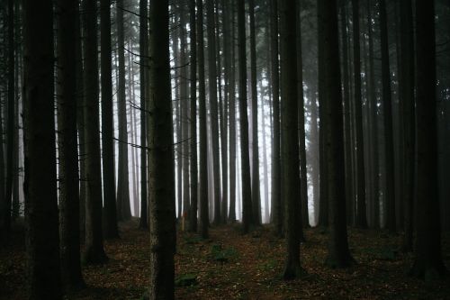 Miškas, Miškai, Medžiai, Tamsi, Rūkas