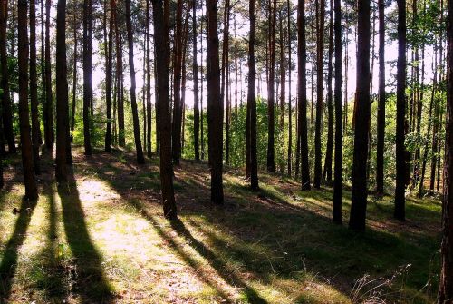 Miškas, Šviesa, Šešėliai, Gamta, Vasara