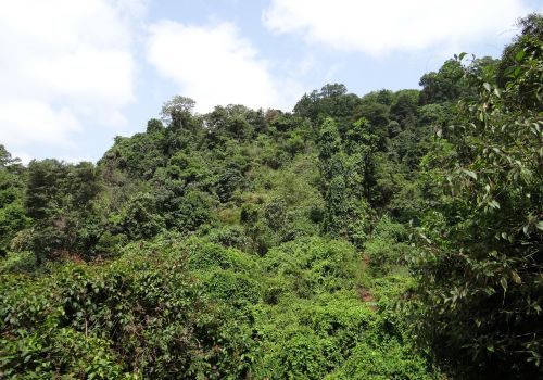 Miškas,  Visžalis,  Sahyadri,  Vakarų Gatas,  Kalnai,  Yana,  Uttar Kannada,  Karnataka,  Indija