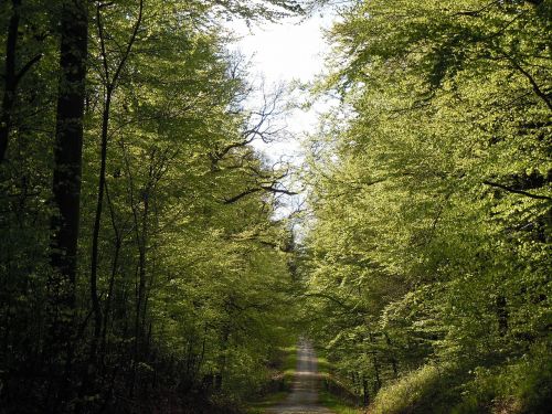 Miškas,  Gamta,  Kraštovaizdis