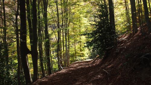 Miškas,  Kraštovaizdis,  Gamta,  Kalnų Peizažas,  Medis,  Montseny