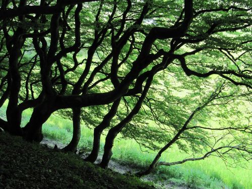 Miškas, Medžiai, Žalias, Gentis, Denmark, Rold Skov