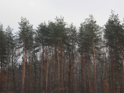 Miškas, Miškai, Medžiai, Gamta