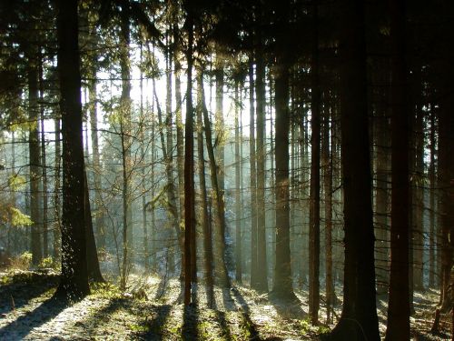 Miškas, Šešėlis, Medžiai, Šviesa, Saulė, Nuotaika, Gamta, Kraštovaizdis