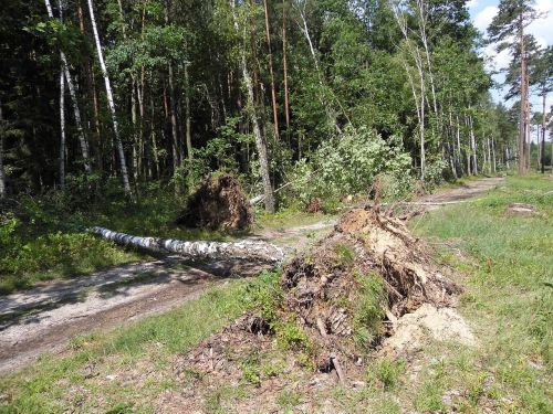 Miškas, Vaizdas, Medis, Kritęs Medis, Gamta, Vėjas