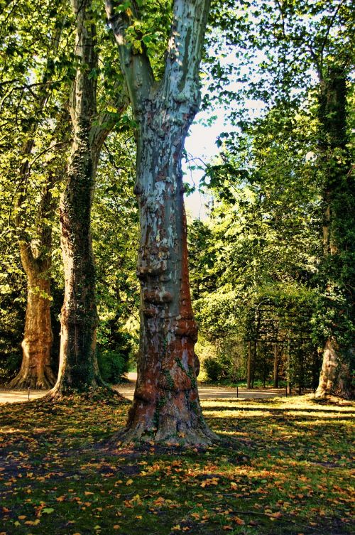 Miškas, Medžiai, Gamta, Kraštovaizdis, Park Sanssouci, Potsdamas, Parkas