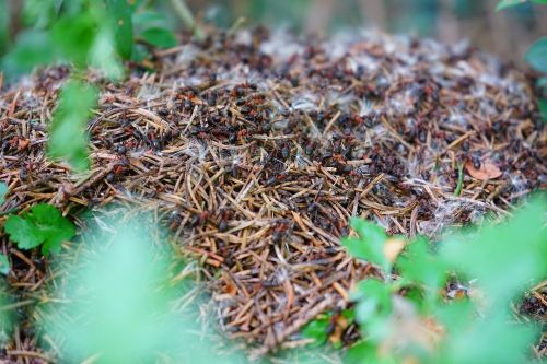 Miško Ant Kalvos, Medžio Skruzdėlės, Formica Polyctena, Ant Populiacija, Ant Kalva, Statyti, Nuskaityti, Raudona Waldameisen, Vabzdys, Gyvūnas, Skruzdėlės