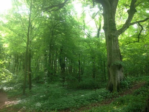 Miškas,  Medžiai,  Gamta,  Anglija,  Oxfordshire Miškas