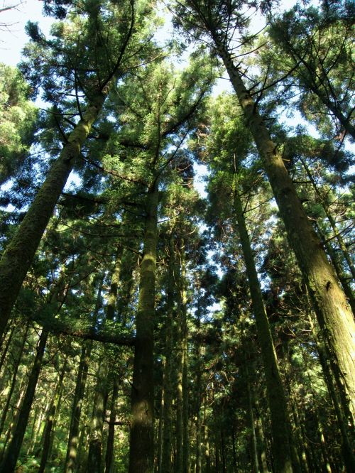 Miškas,  Miškai,  Yangmingshan & Nbsp,  Nacionalinis & Nbsp,  Parkas,  Taivanas,  Taipei,  Miškas Yangmingshan