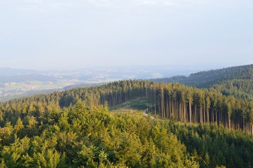 Miškas, Kraštovaizdis, Gamta, Vaizdas, Bokštas Austria, Vėlyva Popietė