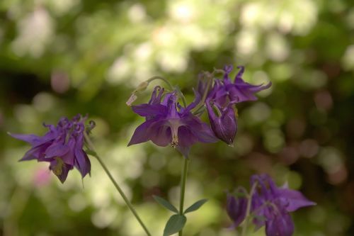Miško Orchidėja, Gėlė, Violetinė