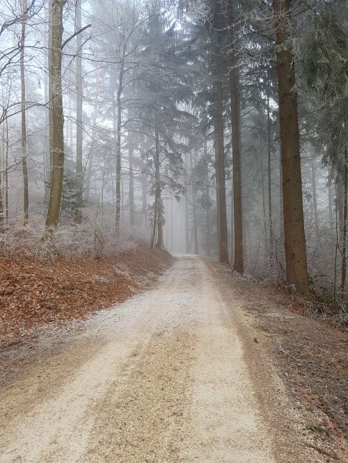 Miško Takas, Medžiai, Miškas, Gamta, Kraštovaizdis, Nuotaika