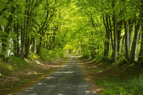 Miško Takas, Saulės Šviesa, Kraštovaizdis, Nuotaika