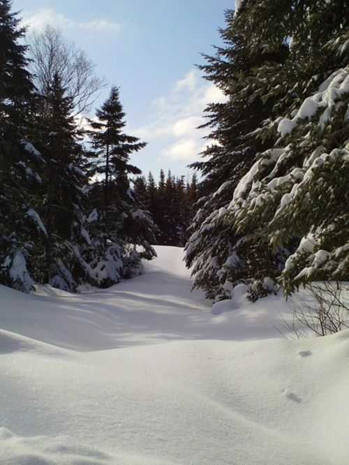 Žiema,  Miškai,  Miškas,  Sniegas,  Maine,  Lubec,  Miško Kelias