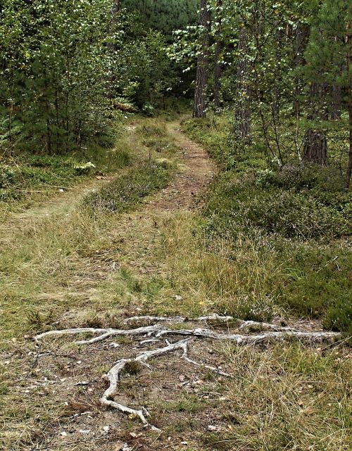 Miško Kelias, Mėlynių Medžio Šaknis, Medžių Šaknys, Miškas