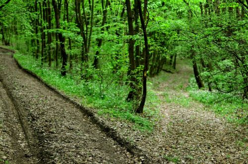 Miško Kelias, Gamta, Transilvanija, Šviesa Ir Šešėlis, Pavasaris