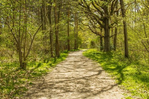 Miško Kelias, Gamta, Anglija, Medžiai