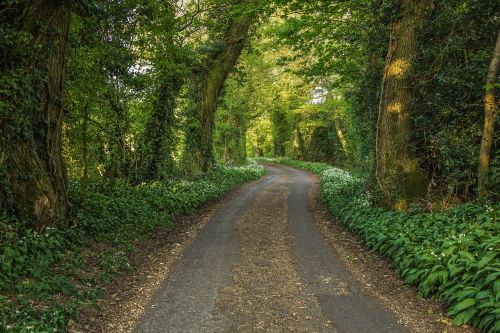 Miško Kelias, Gamta, Pavasaris, Medžiai, Anglija