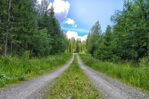 Miško Kelias, Kelias, Purvo Kelias, Miškas, Švedija, Eglės, Lauke, Gamta, Mėlynas, Žolė, Himmel, Debesis