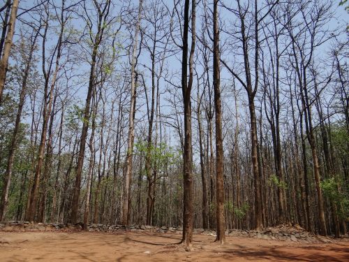 Miškai, Dandeli, Karnataka, Indija, Laukiniai, Kelionė