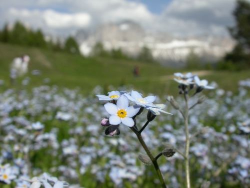 Nepamiršk Manęs, Alpių Flora, Gėlė, Laukinė Gėlė, Aštraus Gėlė
