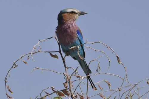 Šakinis Volas, Botsvana, Chobe Upė