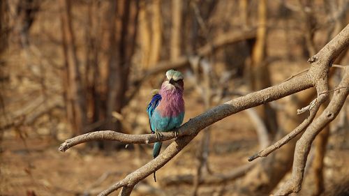 Šakinis Volas, Paukštis, Afrika, Botsvana