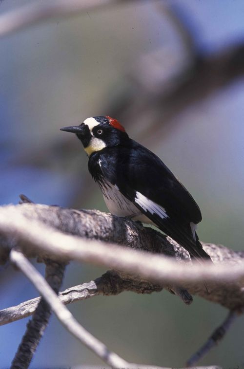 Formicivorus, Melanerpes, Gilė, Paukštis, Dzenis, Paukščiai, Gyvūnai, Fauna