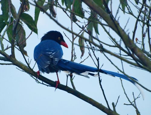 Mėlyna Magpie,  Formosan,  Yangmingshan,  Formosan Mėlyna Spygliuota