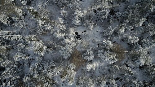 Forrest, Žiema, Drone, Uav, Sniegas