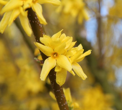 Forsythia,  Geltona Gėlė,  Pavasaris,  Žydėjimas