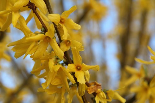 Forsythia,  Geltona Gėlė,  Pavasaris