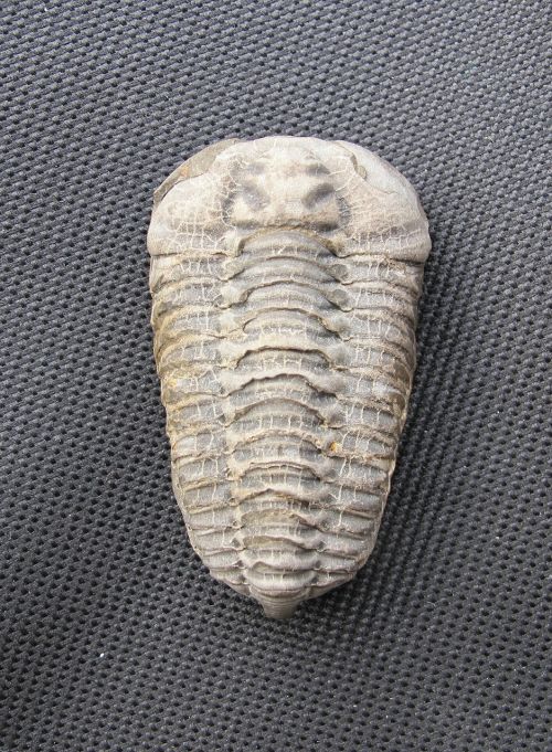 Iškastinis, Trilobitas, Colpocoryphe Bohemica