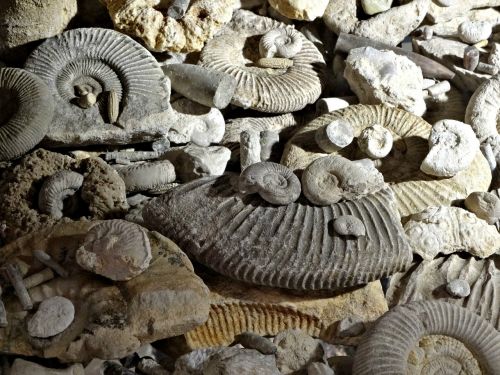 Fosilijos, Priešistorė, Amonitai, Muziejus