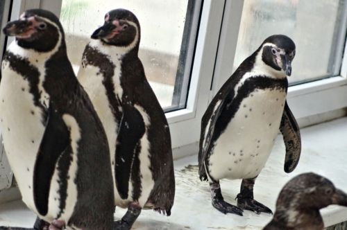 Keturi,  Pingvinas,  Keturi Pingvinai