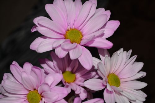 Daisy,  Spalvinga,  Gėlė,  Keturios Rožinės Daržinės Gėlės Makro