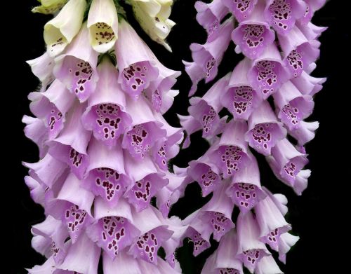 Foxgloves, Rožinis, Augalas, Digitalis