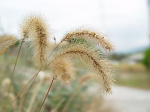 Foxtail, Gamta, Pussywillow, Pavasaris