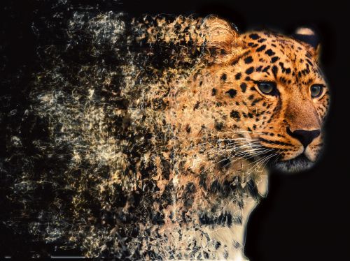Leopardas,  Fraktalas,  Siena & Nbsp,  Menas,  Fraktas & Nbsp,  Menas,  Fraktas & Nbsp,  Gyvūnas,  Suskaidyti & Nbsp,  Efektą,  Fraktalinis Purtyti Leopardo Galvą