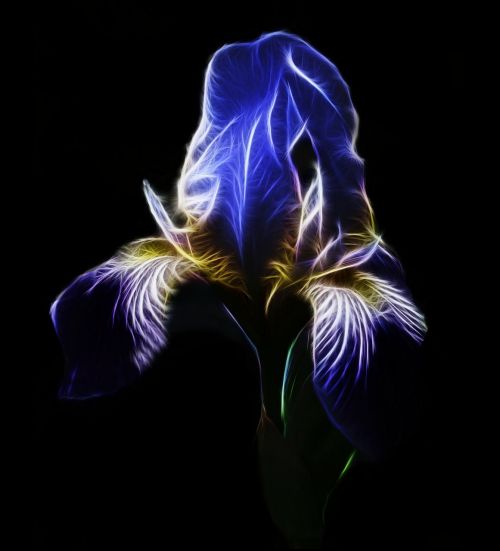 Fraktalius, Iris, Aukšta Barzdos Rainelė, Mėlynas Žiedas, Gamta, Gėlė, Fotografijos Menas