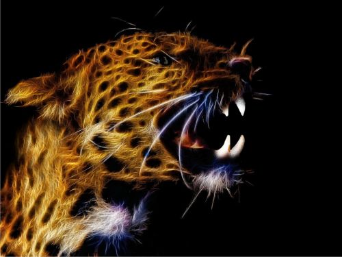 Fraktalius,  Fotografijos Menas,  Leopardas,  Katė,  Didelė Katė,  Uždaryti,  Be Honoraro Mokesčio